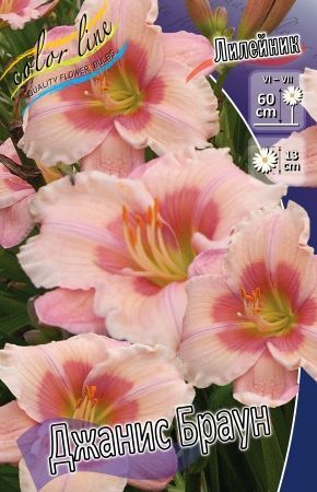 Лилейник Джанис Браун Hemerocallis Janice Brown I 1шт, капер, Колорлайн