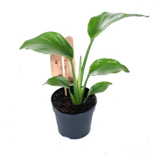 Стрелиция королевская Strelitzia reginae 40/12