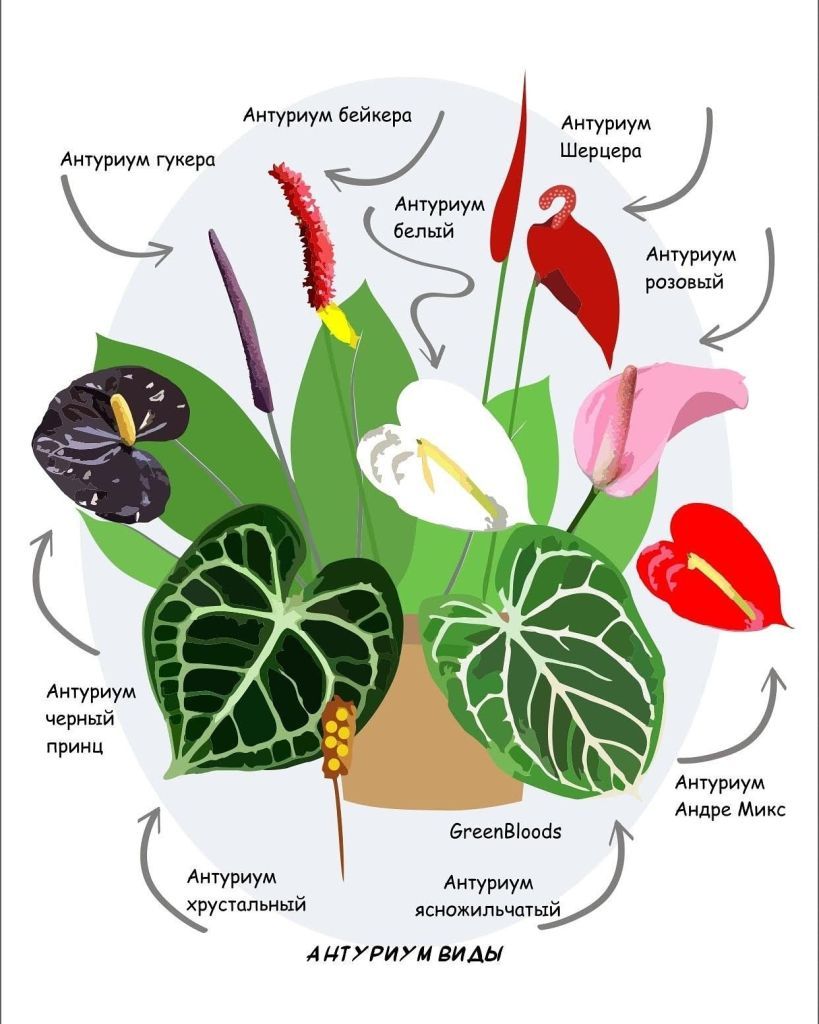 Антуриум: уход в домашних условиях, пересадка и размножение, виды —  полезные статьи