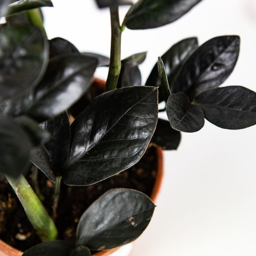 Замиокулькас Блэк Равен Zamioculcas Black Raven 4+ 45/14