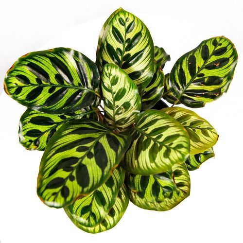 Калатея Макоя Calathea makoyana 35/12