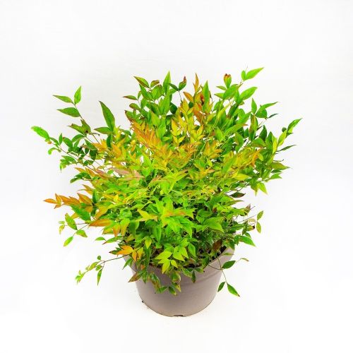 Нандина домашняя Gulf Stream с3 Nandina domestica Gulf Stream (И)