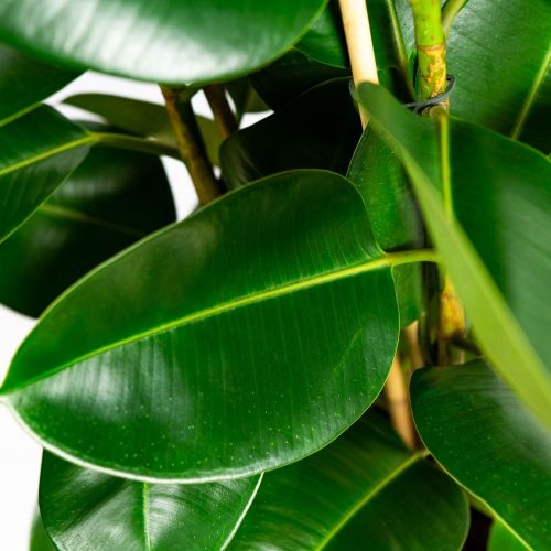 Фикус каучуконосный Робуста 3 ствола Ficus elastica Robusta 3 pp 115/27