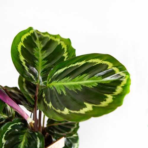 Калатея Медальон Calathea Medallion 45/14 (Н)