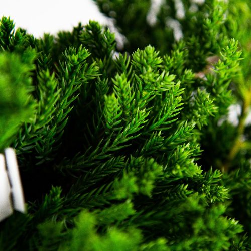 Можжевельник лежачий Нана Juniperus procumbens Nana 3л (Н)