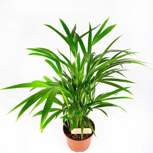 Дипсис желтоватый Dypsis lutescens 70/17 (Н)