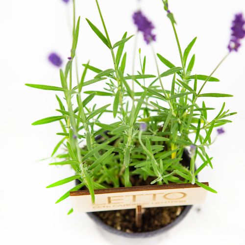 Лаванда узколистная Хидкот Lavandula angustifolia Hidcote /10