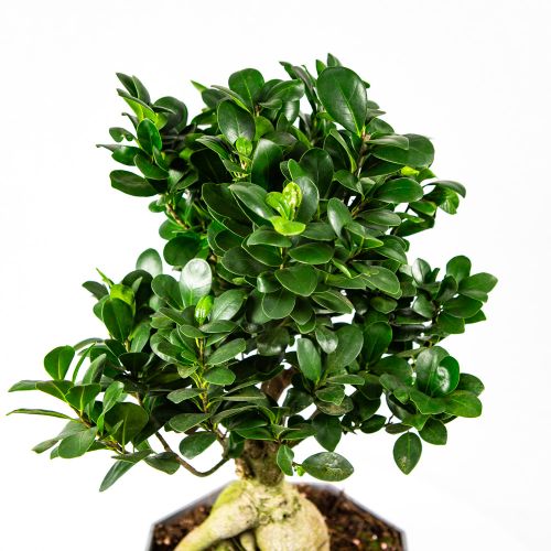 Фикус гинсенг S-образный Ficus ginseng S-type 60/22 (Н)