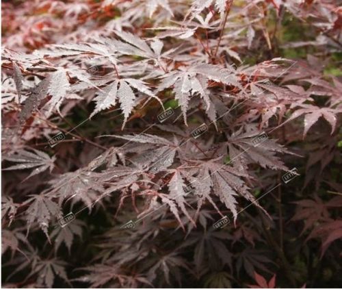 Клен веерный/дланевидный Atropurpureum 35л 100/120 Acer palmatum Atropurpurea (И)