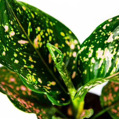 Аглаонема Пинк Леопард Aglaonema Pink Leopard 30/12 (Н)