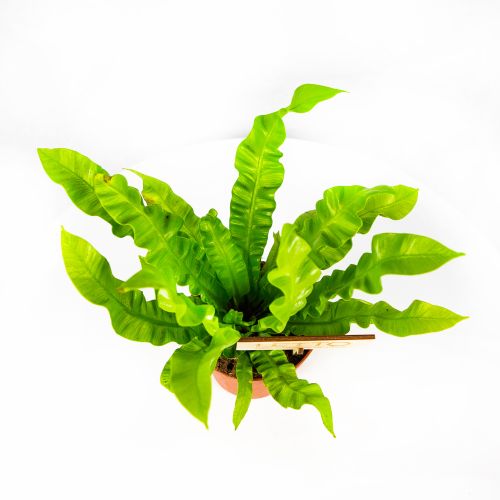 Костенец Криспи Вейв Asplenium Crispy Wave 25/12