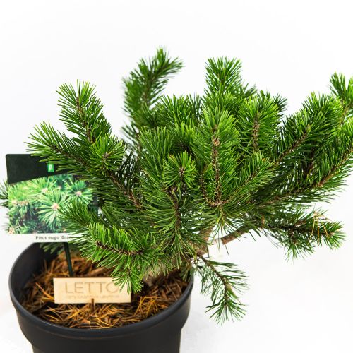 Сосна горная Гном Pinus mugo Gnom 7,5л (Н)