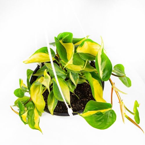 Филодендрон лазящий скандекс Brazil Philodendron Brazil п/к 3,5 л