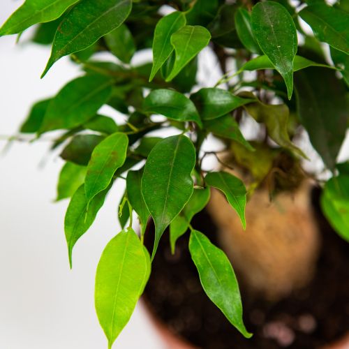 Фикус Бенджамина Грин Кинки Ficus benjamina Green Kinky 27/12