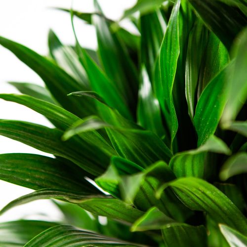 Драцена Компакта разветвленная Dracaena Compacta branched 170/34