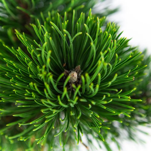 Сосна черная Орегон Грин Pinus nigra Oregon Green 5л (Н)