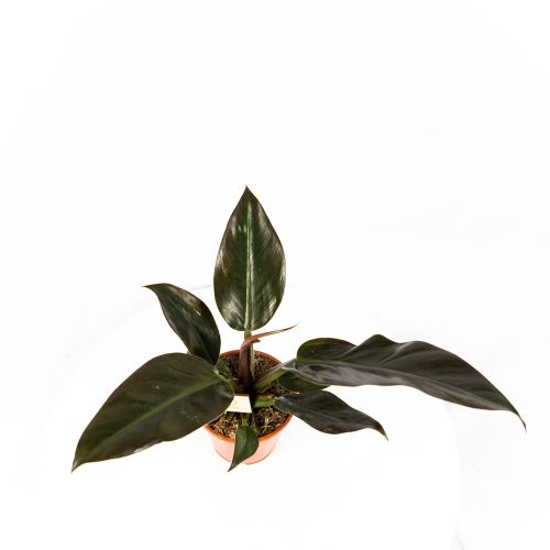 Филодендрон Империал Ред Philodendron Imperial Red 35/14