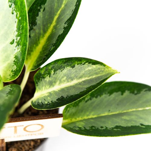 Аглаонема Сильвер Блу Aglaonema Silver Blue 30/12