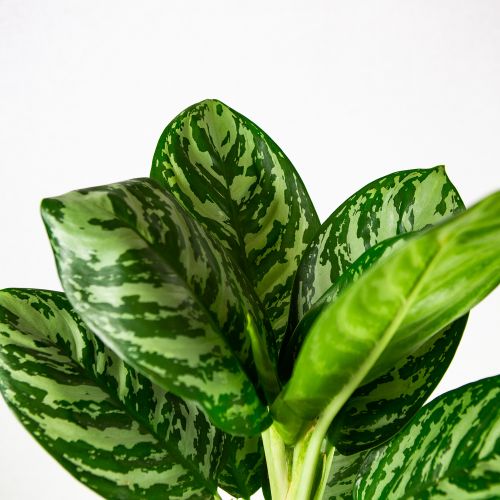 Аглаонема Джангл Сильвер Aglaonema Jungle Silver 60/19 (Н)