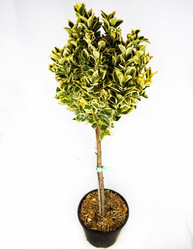 Бересклет японский Браво 1/2 ШТАМБ Euonymus japonicus Bravo 18л (И)