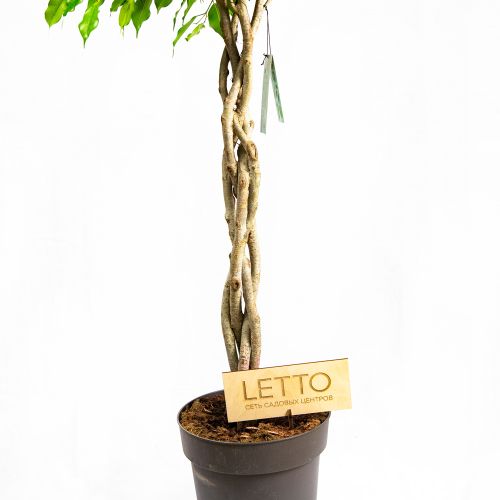 Фикус Бенджамина Экзотика переплетенный Ficus benjamina Exotica twisted stem 140/27 (Н)