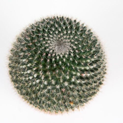 Кактус Cactus Mammillaria Hahniana15/12