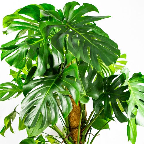 Монстера деликатесная Monstera deliciosa 130/27