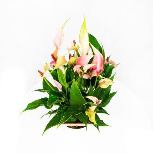 Антуриум Anthurium andraeanum Lilli 45/14 (Н)