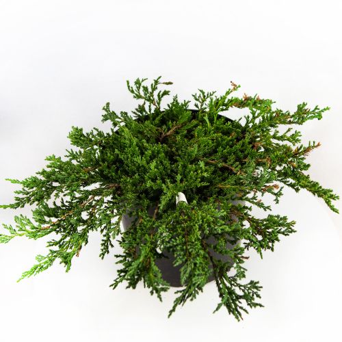 Можжевельник горизонтальный Принц Уэльский Juniperus horizontalis Prince of Wales 10л (ЗК)