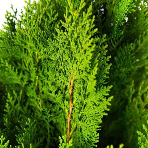 Туя восточная Ауреа Нана 60/80 Thuja orientalis Aurea Nana 25л (ЗК)