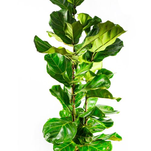 Фикус лировидный 3 ствола Ficus lyrata 3 pp 160/24