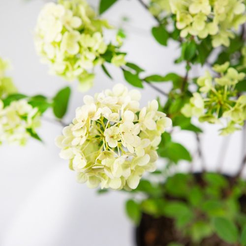 Гортензия метельчатая Сандей Фрайз Hydrangea paniculata Sundae Fraise 2л/3л (ГМ)