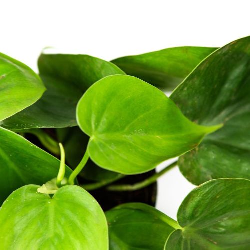 Филодендрон лазящий Philodendron scandens 15/12