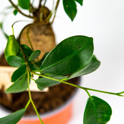 Фикус гинсенг Ficus ginseng 30/12