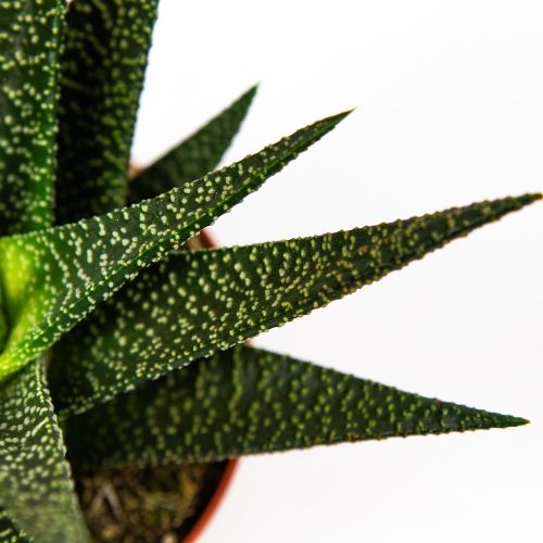 Гастерия микс Gasteria mix 13