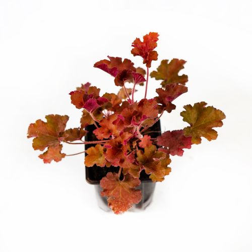 Гейхера микс Heuchera mix /10,5