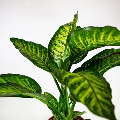 Диффенбахия Мароба Dieffenbachia Maroba	 90/24