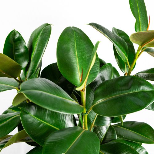 Фикус каучуконосный Робуста 3 ствола Ficus elastica Robusta 3 pp 100/27