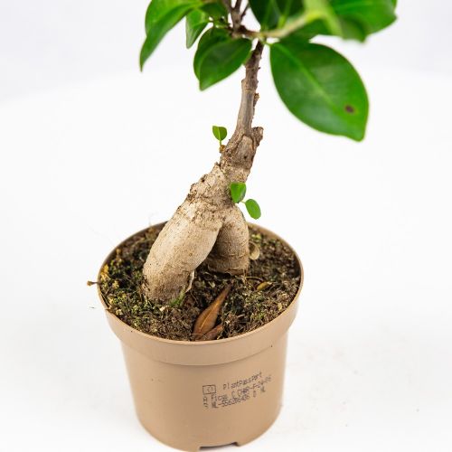 Фикус гинсенг микс Ficus ginseng mix 30/9 (Н)