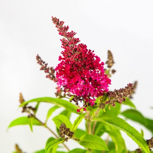 Буддлея Buddlejeae /17