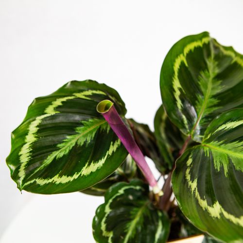 Калатея Медальон Calathea Medallion 45/14 (Н)