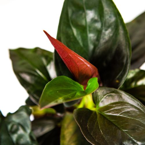 Сингониум краснолистный Ред Эрроу Syngonium erythrophyllum Red Arrow 25/12