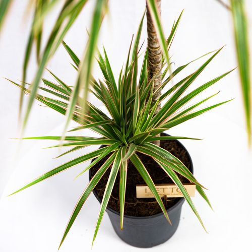 Драцена Биколор Dracaena Bicolor 45-15 100/19 (Н)