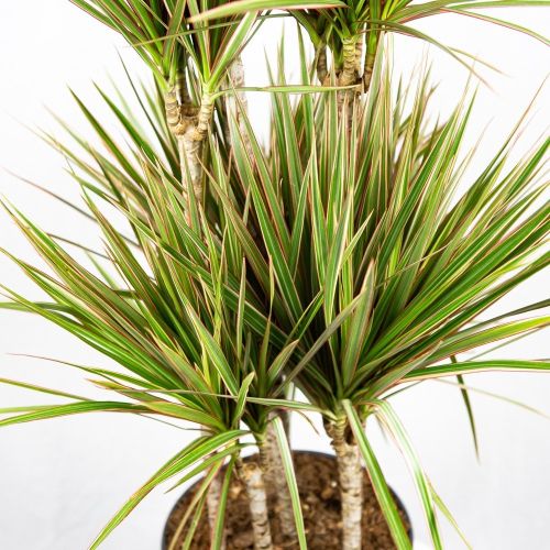 Драцена Биколор карусель Dracaena Bicolor 90-carrousel 140/31 (Н)