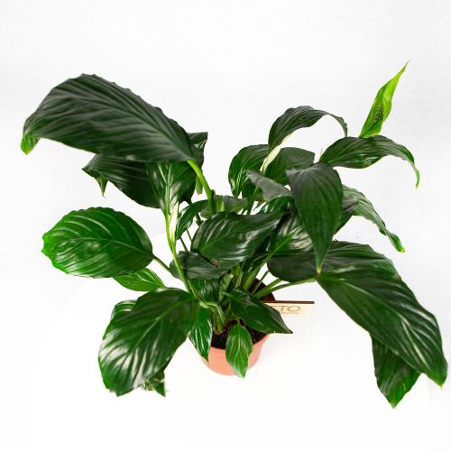 Спатифиллум Пико Купидо Spathiphyllum Pico Cupido 50/13 (Н)