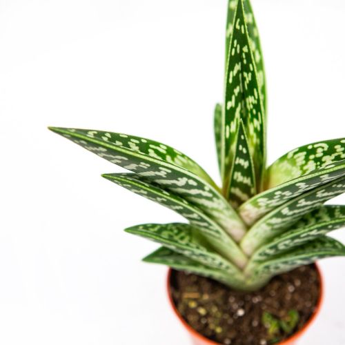 Алоэ пёстрое Aloe variegata Mix 10/8,5 (Н)