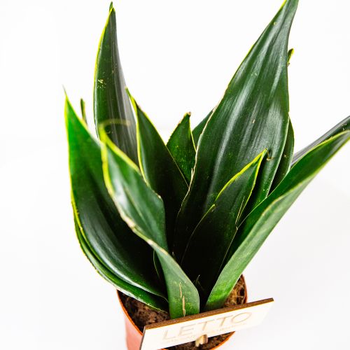 Сансевиерия микс Sansevieria mix 35/14