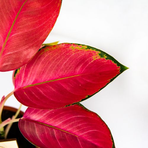 Аглаонема Ред Джой Aglaonema Red Joy 30/12 (Н)