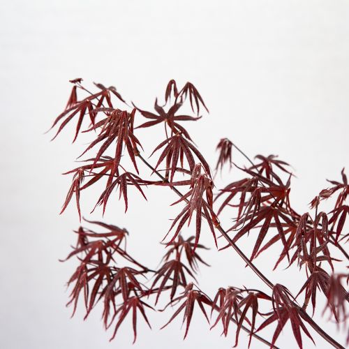 Клен дланевидный Бладгуд Acer palmatum Bloodgood 15л (Н)