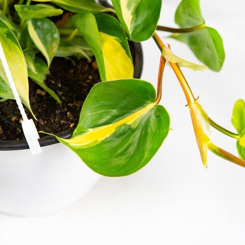 Филодендрон лазящий скандекс Brazil Philodendron Brazil п/к 3,5 л